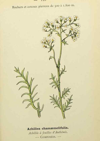 Reproducción/Reproduction 49345546072: Nouvelle flore coloriée de poche des Alpes et des Pyrénées.. Paris,Klincksieck,1906-1912.. 