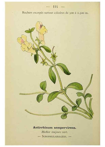 Reproducción/Reproduction 49344872093: Nouvelle flore coloriée de poche des Alpes et des Pyrénées.. Paris,Klincksieck,1906-1912.. 