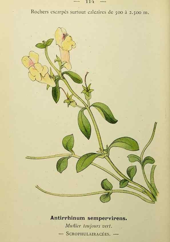 Reproducción/Reproduction 49344872093: Nouvelle flore coloriée de poche des Alpes et des Pyrénées.. Paris,Klincksieck,1906-1912.. 