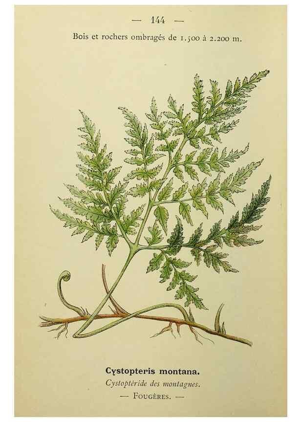 Reproducción/Reproduction 49345344646: Nouvelle flore coloriée de poche des Alpes et des Pyrénées.. Paris,Klincksieck,1906-1912.. 