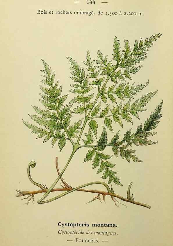 Reproducción/Reproduction 49345344646: Nouvelle flore coloriée de poche des Alpes et des Pyrénées.. Paris,Klincksieck,1906-1912.. 