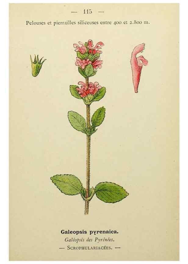 Reproducción/Reproduction 49345332166: Nouvelle flore coloriée de poche des Alpes et des Pyrénées.. Paris,Klincksieck,1906-1912.. 