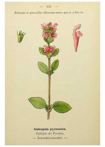 Reproducción/Reproduction 49345332166: Nouvelle flore coloriée de poche des Alpes et des Pyrénées.. Paris,Klincksieck,1906-1912.. 