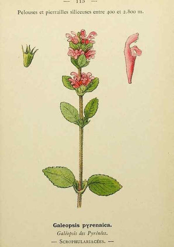 Reproducción/Reproduction 49345332166: Nouvelle flore coloriée de poche des Alpes et des Pyrénées.. Paris,Klincksieck,1906-1912.. 