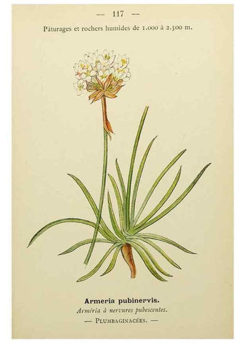 Reproducción/Reproduction 49345333026: Nouvelle flore coloriée de poche des Alpes et des Pyrénées.. Paris,Klincksieck,1906-1912.. 