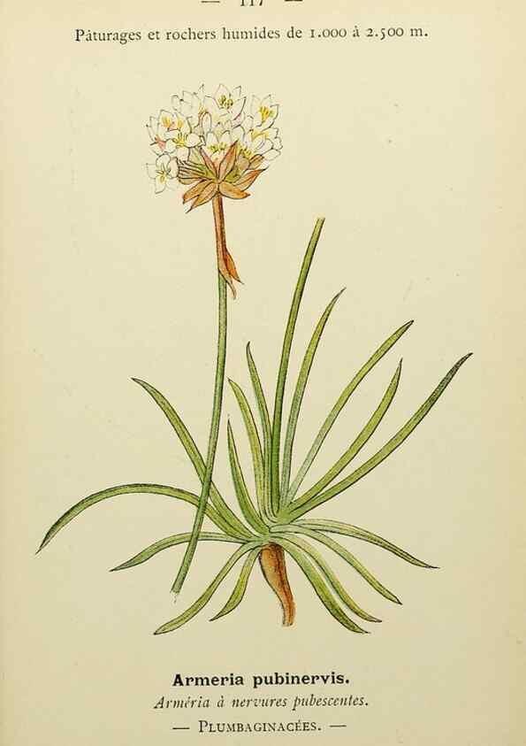 Reproducción/Reproduction 49345333026: Nouvelle flore coloriée de poche des Alpes et des Pyrénées.. Paris,Klincksieck,1906-1912.. 