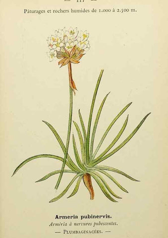 Reproducción/Reproduction 49345333026: Nouvelle flore coloriée de poche des Alpes et des Pyrénées.. Paris,Klincksieck,1906-1912.. 
