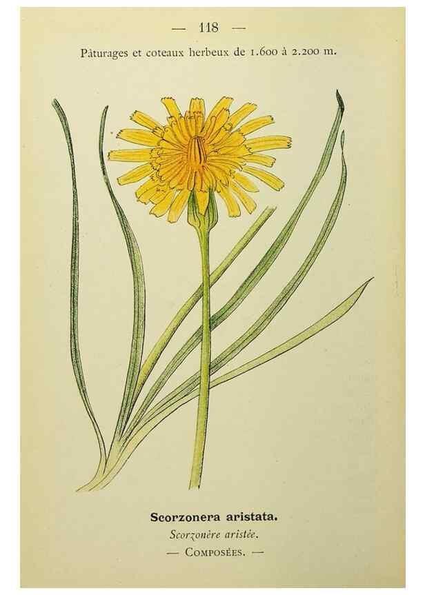 Reproducción/Reproduction 49344873473: Nouvelle flore coloriée de poche des Alpes et des Pyrénées.. Paris,Klincksieck,1906-1912.. 