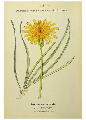 Reproducción/Reproduction 49344873473: Nouvelle flore coloriée de poche des Alpes et des Pyrénées.. Paris,Klincksieck,1906-1912.. 