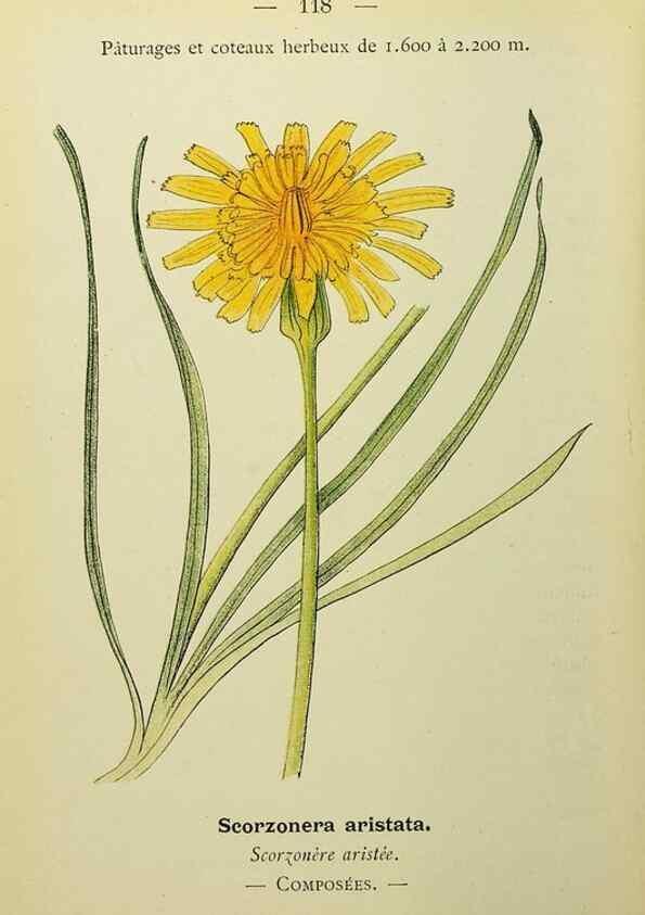 Reproducción/Reproduction 49344873473: Nouvelle flore coloriée de poche des Alpes et des Pyrénées.. Paris,Klincksieck,1906-1912.. 