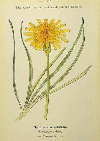 Reproducción/Reproduction 49344873473: Nouvelle flore coloriée de poche des Alpes et des Pyrénées.. Paris,Klincksieck,1906-1912.. 
