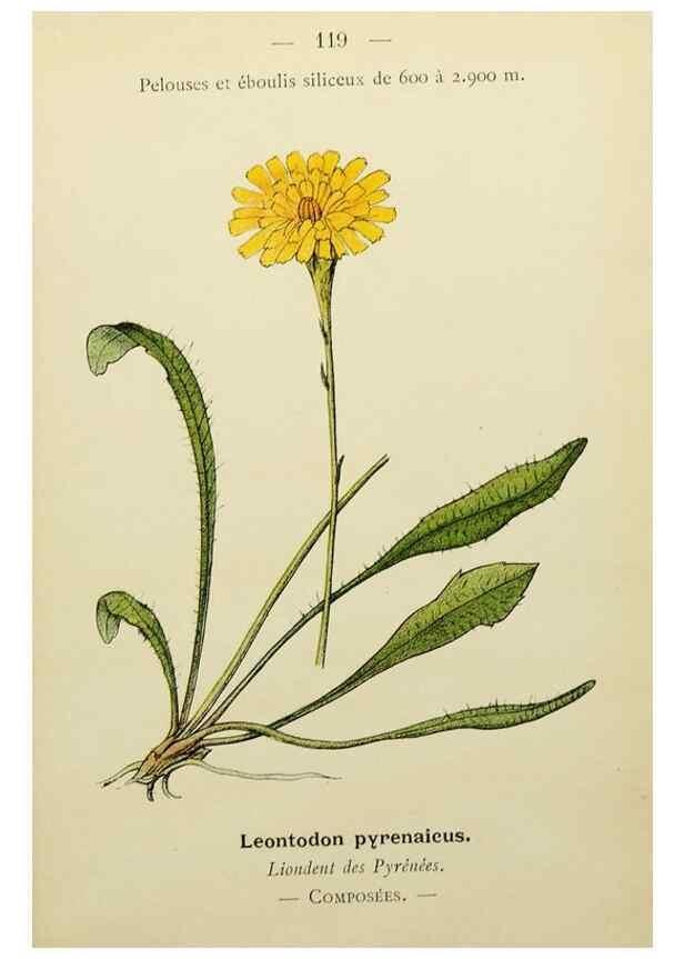 Reproducción/Reproduction 49345548482: Nouvelle flore coloriée de poche des Alpes et des Pyrénées.. Paris,Klincksieck,1906-1912.. 