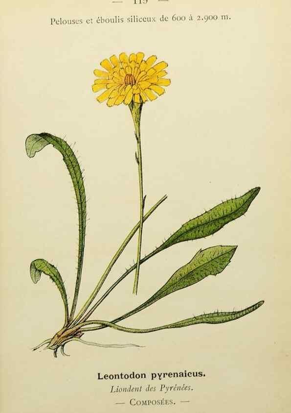 Reproducción/Reproduction 49345548482: Nouvelle flore coloriée de poche des Alpes et des Pyrénées.. Paris,Klincksieck,1906-1912.. 