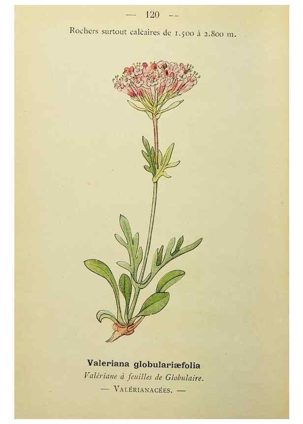 Reproducción/Reproduction 49345334246: Nouvelle flore coloriée de poche des Alpes et des Pyrénées.. Paris,Klincksieck,1906-1912.. 