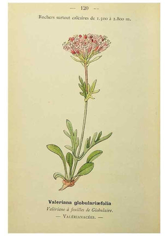 Reproducción/Reproduction 49345334246: Nouvelle flore coloriée de poche des Alpes et des Pyrénées.. Paris,Klincksieck,1906-1912.. 