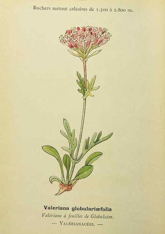 Reproducción/Reproduction 49345334246: Nouvelle flore coloriée de poche des Alpes et des Pyrénées.. Paris,Klincksieck,1906-1912.. 