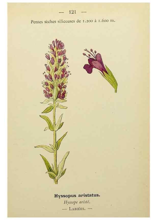Reproducción/Reproduction 49345334721: Nouvelle flore coloriée de poche des Alpes et des Pyrénées.. Paris,Klincksieck,1906-1912.. 
