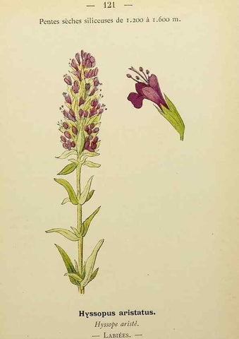 Reproducción/Reproduction 49345334721: Nouvelle flore coloriée de poche des Alpes et des Pyrénées.. Paris,Klincksieck,1906-1912.. 