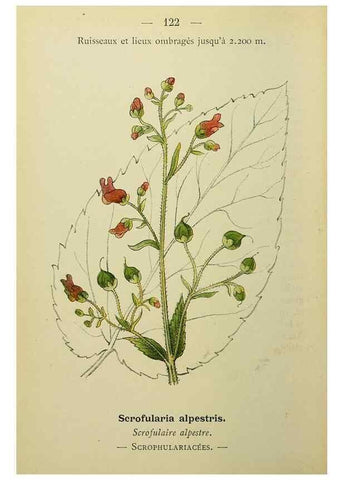 Reproducción/Reproduction 49345335116: Nouvelle flore coloriée de poche des Alpes et des Pyrénées.. Paris,Klincksieck,1906-1912.. 