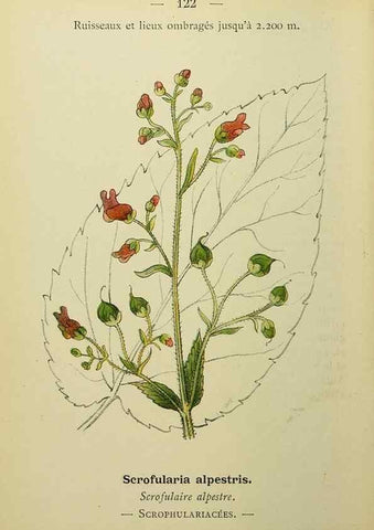 Reproducción/Reproduction 49345335116: Nouvelle flore coloriée de poche des Alpes et des Pyrénées.. Paris,Klincksieck,1906-1912.. 