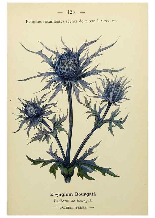 Reproducción/Reproduction 49344875263: Nouvelle flore coloriée de poche des Alpes et des Pyrénées.. Paris,Klincksieck,1906-1912.. 