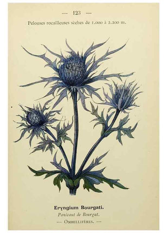 Reproducción/Reproduction 49344875263: Nouvelle flore coloriée de poche des Alpes et des Pyrénées.. Paris,Klincksieck,1906-1912.. 