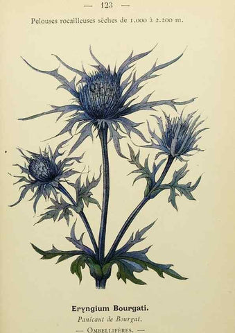 Reproducción/Reproduction 49344875263: Nouvelle flore coloriée de poche des Alpes et des Pyrénées.. Paris,Klincksieck,1906-1912.. 