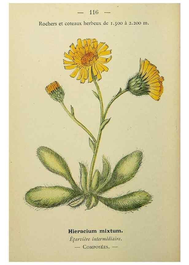 Reproducción/Reproduction 49344872703: Nouvelle flore coloriée de poche des Alpes et des Pyrénées.. Paris,Klincksieck,1906-1912.. 