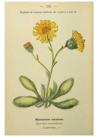 Reproducción/Reproduction 49344872703: Nouvelle flore coloriée de poche des Alpes et des Pyrénées.. Paris,Klincksieck,1906-1912.. 