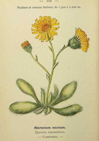 Reproducción/Reproduction 49344872703: Nouvelle flore coloriée de poche des Alpes et des Pyrénées.. Paris,Klincksieck,1906-1912.. 