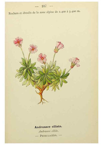 Reproducción/Reproduction 49345543687: Nouvelle flore coloriée de poche des Alpes et des Pyrénées.. Paris,Klincksieck,1906-1912.. 