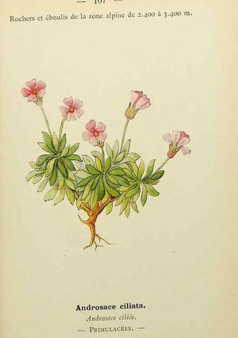 Reproducción/Reproduction 49345543687: Nouvelle flore coloriée de poche des Alpes et des Pyrénées.. Paris,Klincksieck,1906-1912.. 