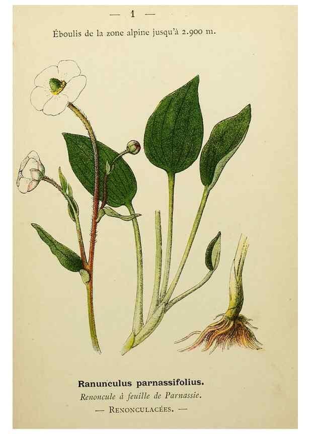 Reproducción/Reproduction 49345387176: Nouvelle flore coloriée de poche des Alpes et des Pyrénées.. Paris,Klincksieck,1906-1912.. 