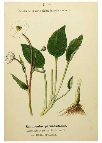 Reproducción/Reproduction 49345387176: Nouvelle flore coloriée de poche des Alpes et des Pyrénées.. Paris,Klincksieck,1906-1912.. 