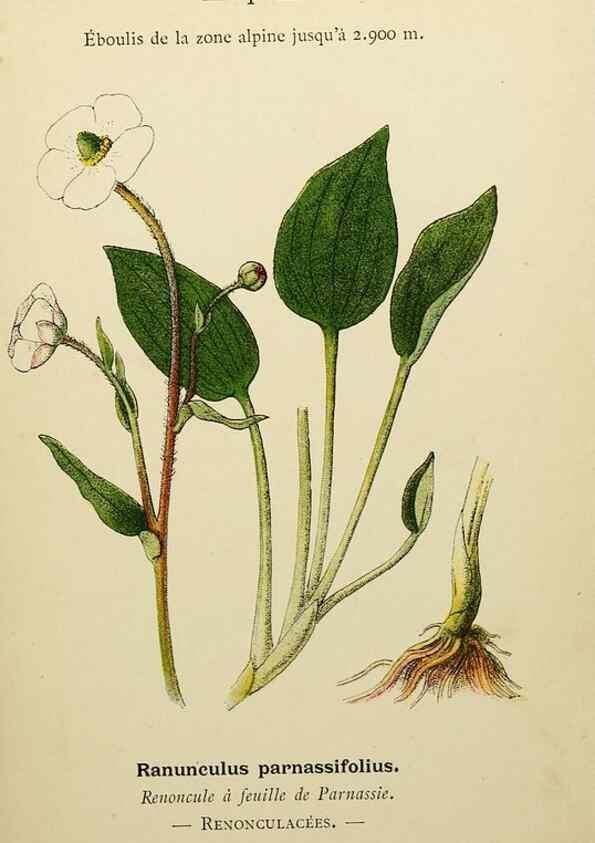 Reproducción/Reproduction 49345387176: Nouvelle flore coloriée de poche des Alpes et des Pyrénées.. Paris,Klincksieck,1906-1912.. 