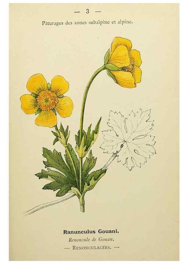 Reproducción/Reproduction 49345387981: Nouvelle flore coloriée de poche des Alpes et des Pyrénées.. Paris,Klincksieck,1906-1912.. 