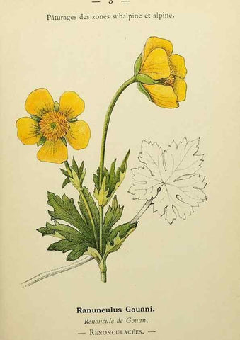 Reproducción/Reproduction 49345387981: Nouvelle flore coloriée de poche des Alpes et des Pyrénées.. Paris,Klincksieck,1906-1912.. 