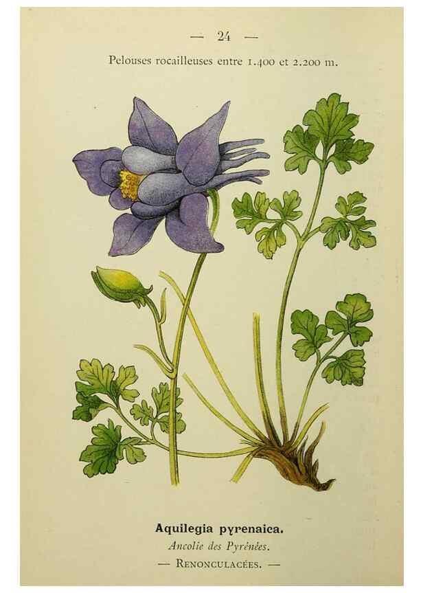 Reproducción/Reproduction 49345609962: Nouvelle flore coloriée de poche des Alpes et des Pyrénées.. Paris,Klincksieck,1906-1912.. 