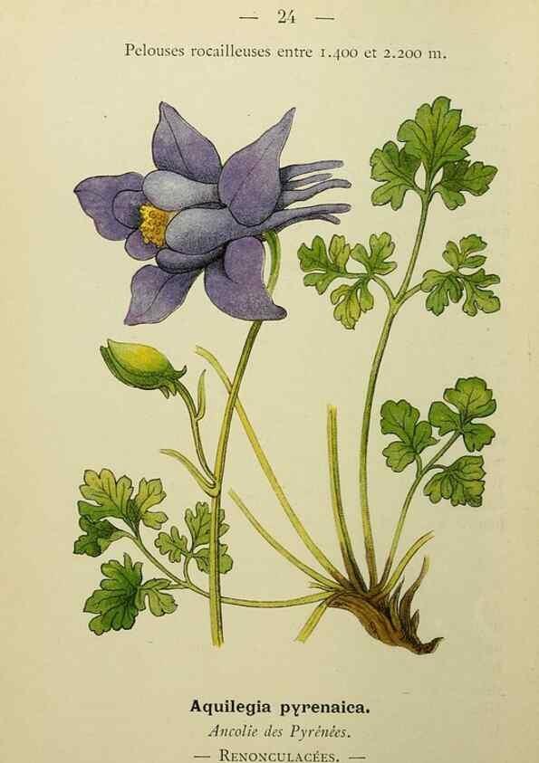 Reproducción/Reproduction 49345609962: Nouvelle flore coloriée de poche des Alpes et des Pyrénées.. Paris,Klincksieck,1906-1912.. 