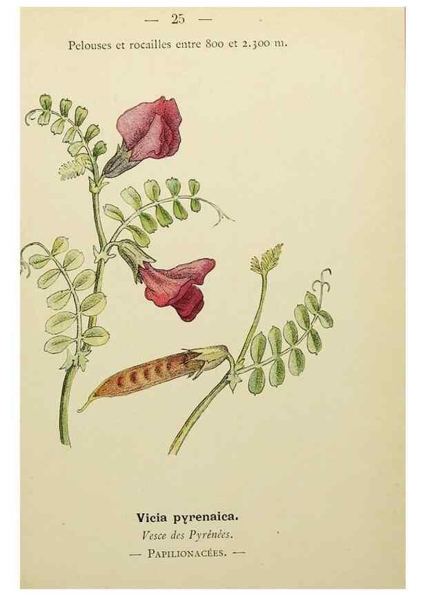 Reproducción/Reproduction 49344936258: Nouvelle flore coloriée de poche des Alpes et des Pyrénées.. Paris,Klincksieck,1906-1912.. 