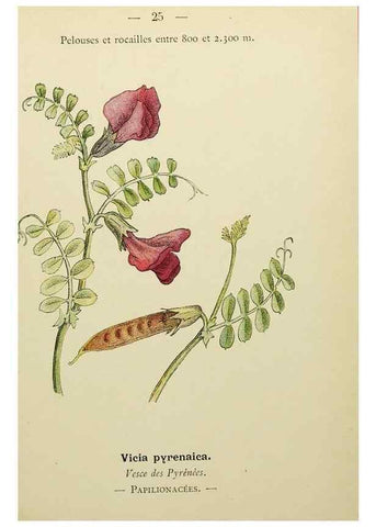 Reproducción/Reproduction 49344936258: Nouvelle flore coloriée de poche des Alpes et des Pyrénées.. Paris,Klincksieck,1906-1912.. 