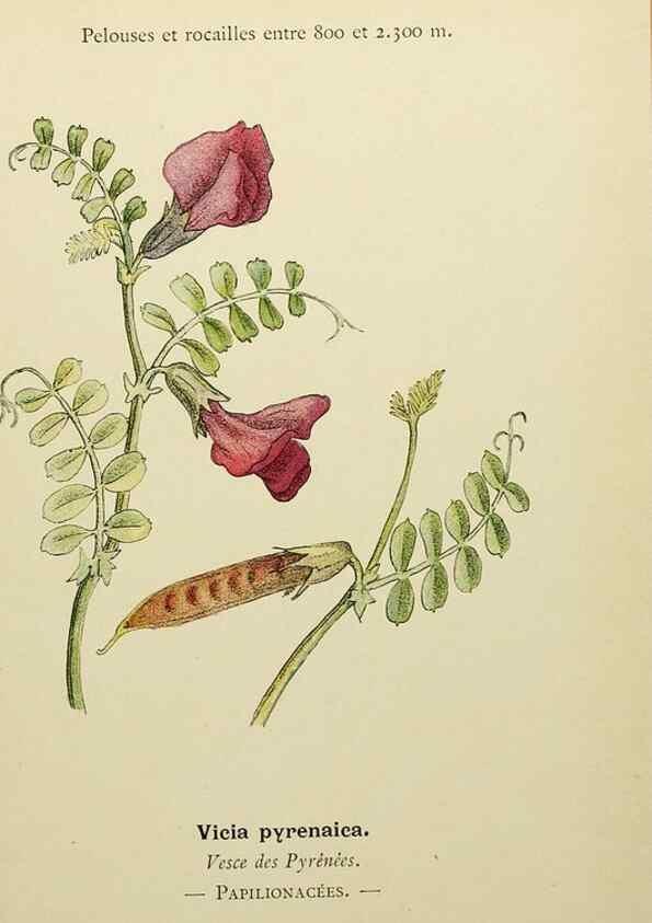 Reproducción/Reproduction 49344936258: Nouvelle flore coloriée de poche des Alpes et des Pyrénées.. Paris,Klincksieck,1906-1912.. 