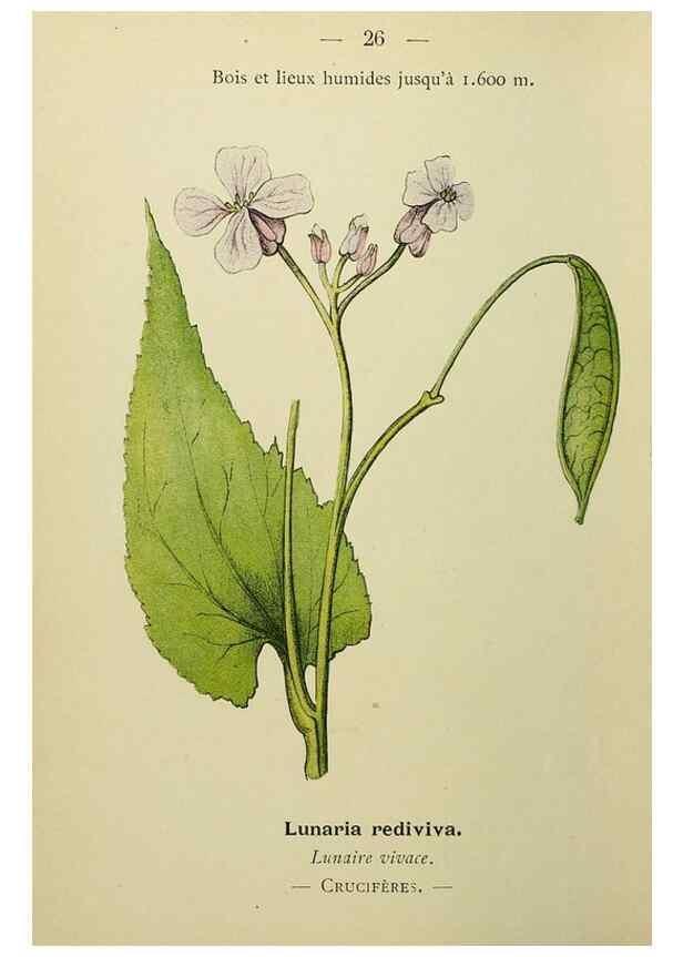 Reproducción/Reproduction 49344936693: Nouvelle flore coloriée de poche des Alpes et des Pyrénées.. Paris,Klincksieck,1906-1912.. 