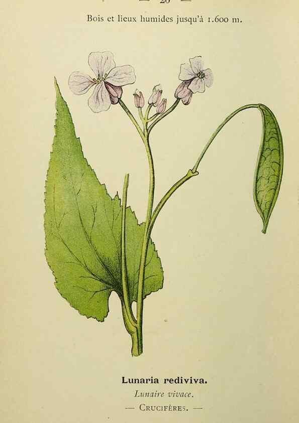 Reproducción/Reproduction 49344936693: Nouvelle flore coloriée de poche des Alpes et des Pyrénées.. Paris,Klincksieck,1906-1912.. 