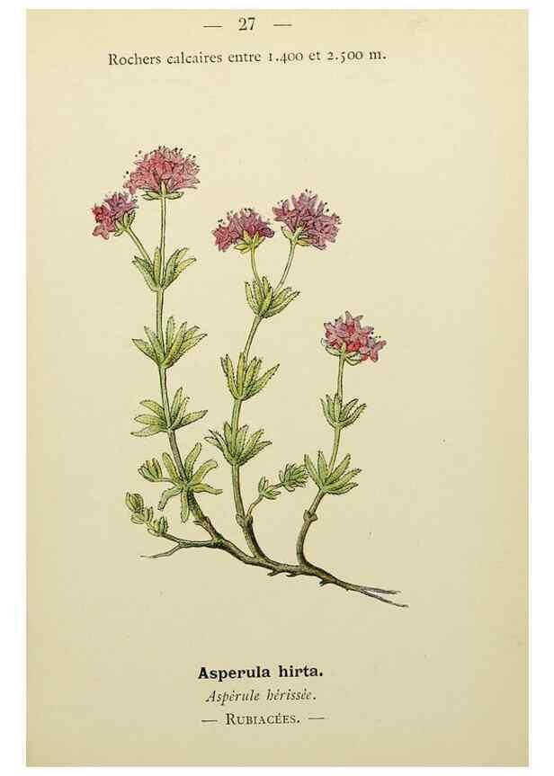 Reproducción/Reproduction 49345397661: Nouvelle flore coloriée de poche des Alpes et des Pyrénées.. Paris,Klincksieck,1906-1912.. 
