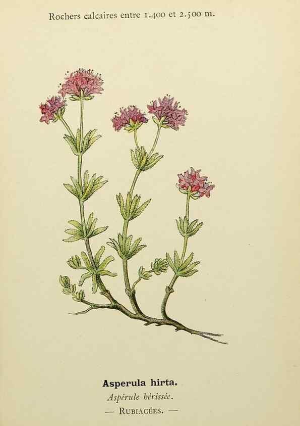 Reproducción/Reproduction 49345397661: Nouvelle flore coloriée de poche des Alpes et des Pyrénées.. Paris,Klincksieck,1906-1912.. 