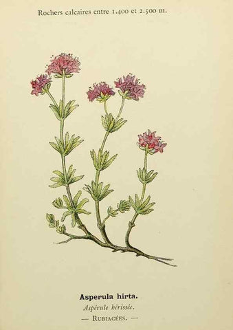 Reproducción/Reproduction 49345397661: Nouvelle flore coloriée de poche des Alpes et des Pyrénées.. Paris,Klincksieck,1906-1912.. 