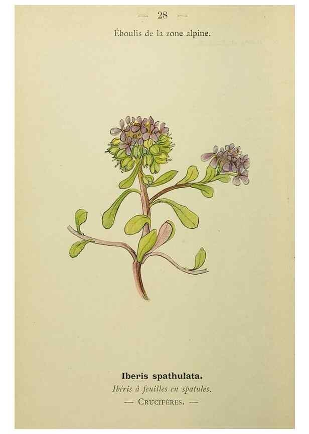 Reproducción/Reproduction 49345398076: Nouvelle flore coloriée de poche des Alpes et des Pyrénées.. Paris,Klincksieck,1906-1912.. 