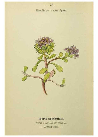 Reproducción/Reproduction 49345398076: Nouvelle flore coloriée de poche des Alpes et des Pyrénées.. Paris,Klincksieck,1906-1912.. 