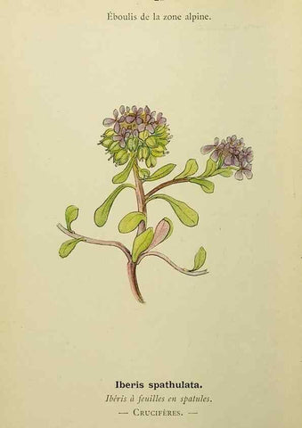 Reproducción/Reproduction 49345398076: Nouvelle flore coloriée de poche des Alpes et des Pyrénées.. Paris,Klincksieck,1906-1912.. 